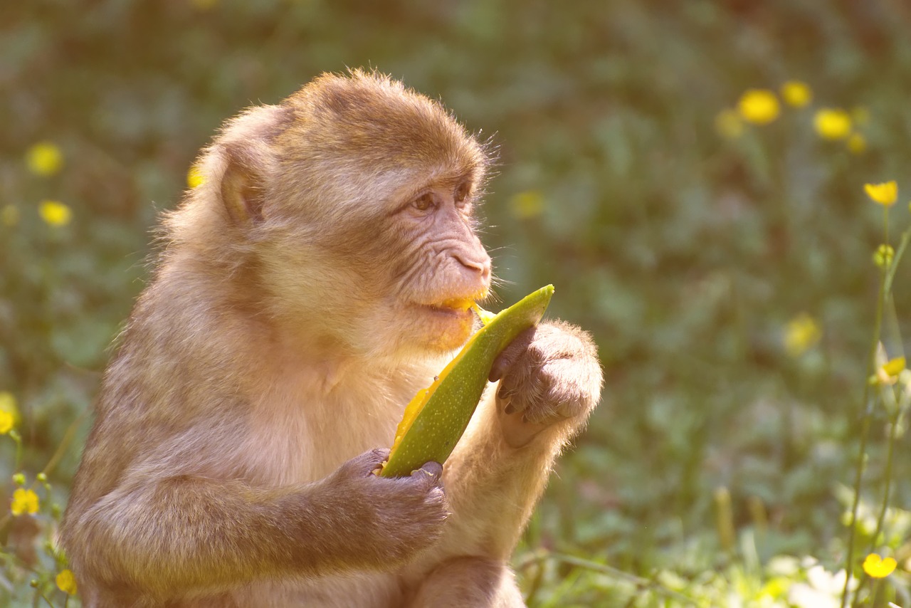 barbary ape  endangered species  wild animals free photo