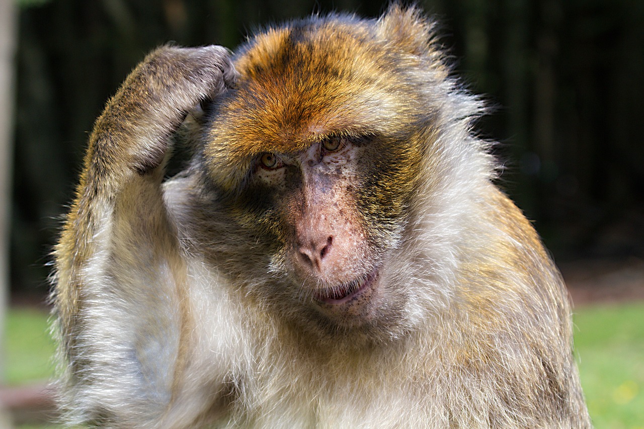 barbary ape monkey mountain salem free photo