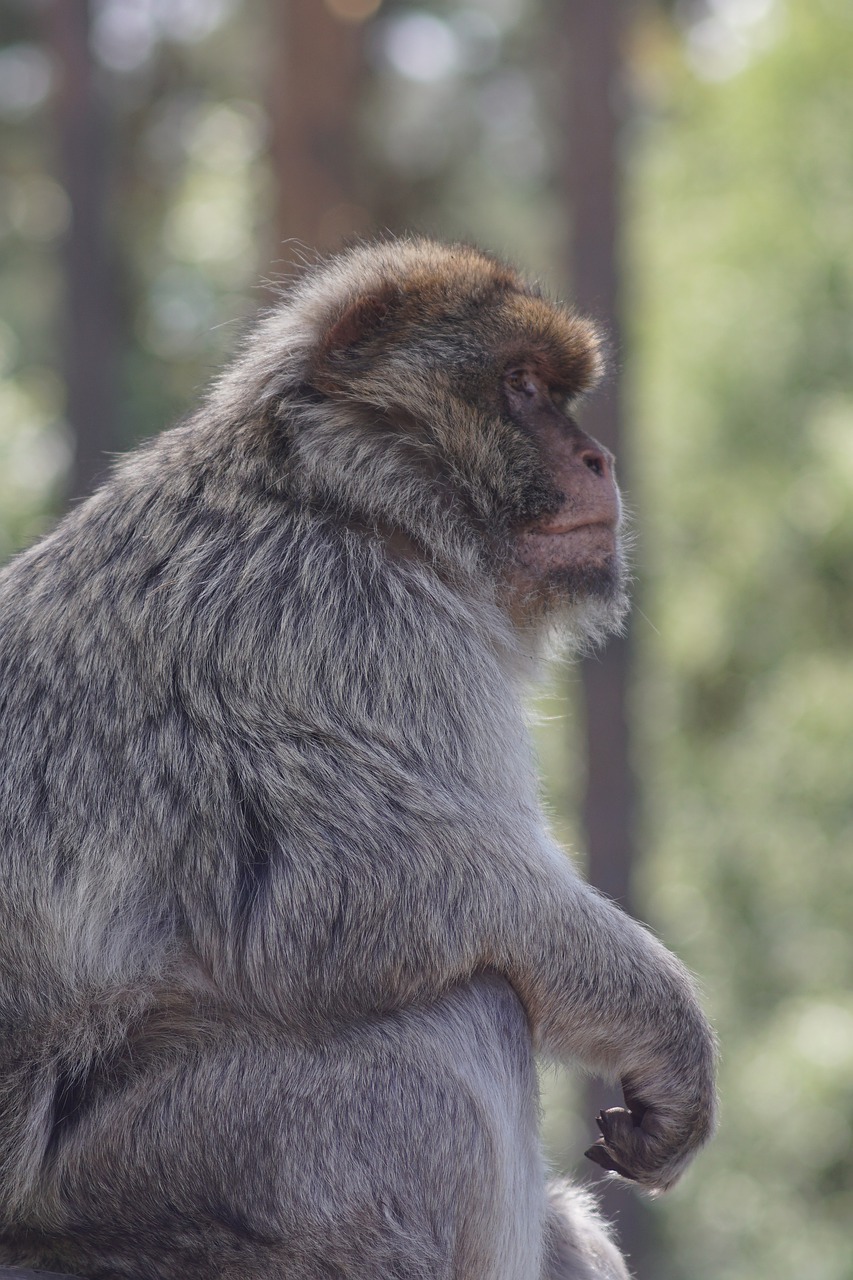 barbary ape  portrait  close up free photo