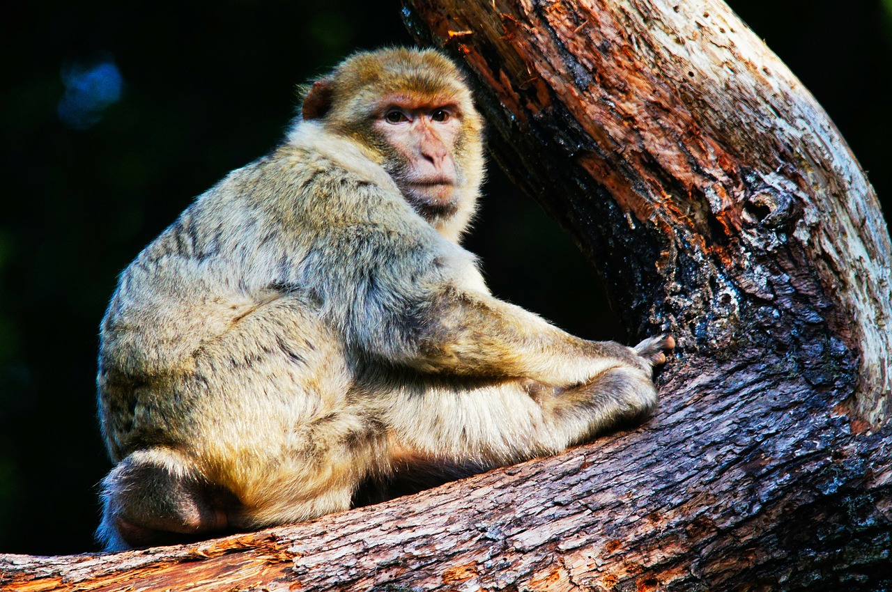 barbary ape monkey animals free photo