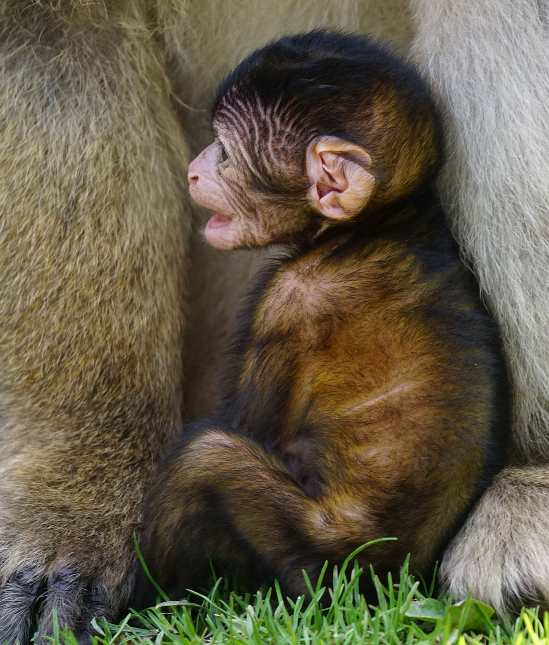 barbary ape baby monkey mountain free photo
