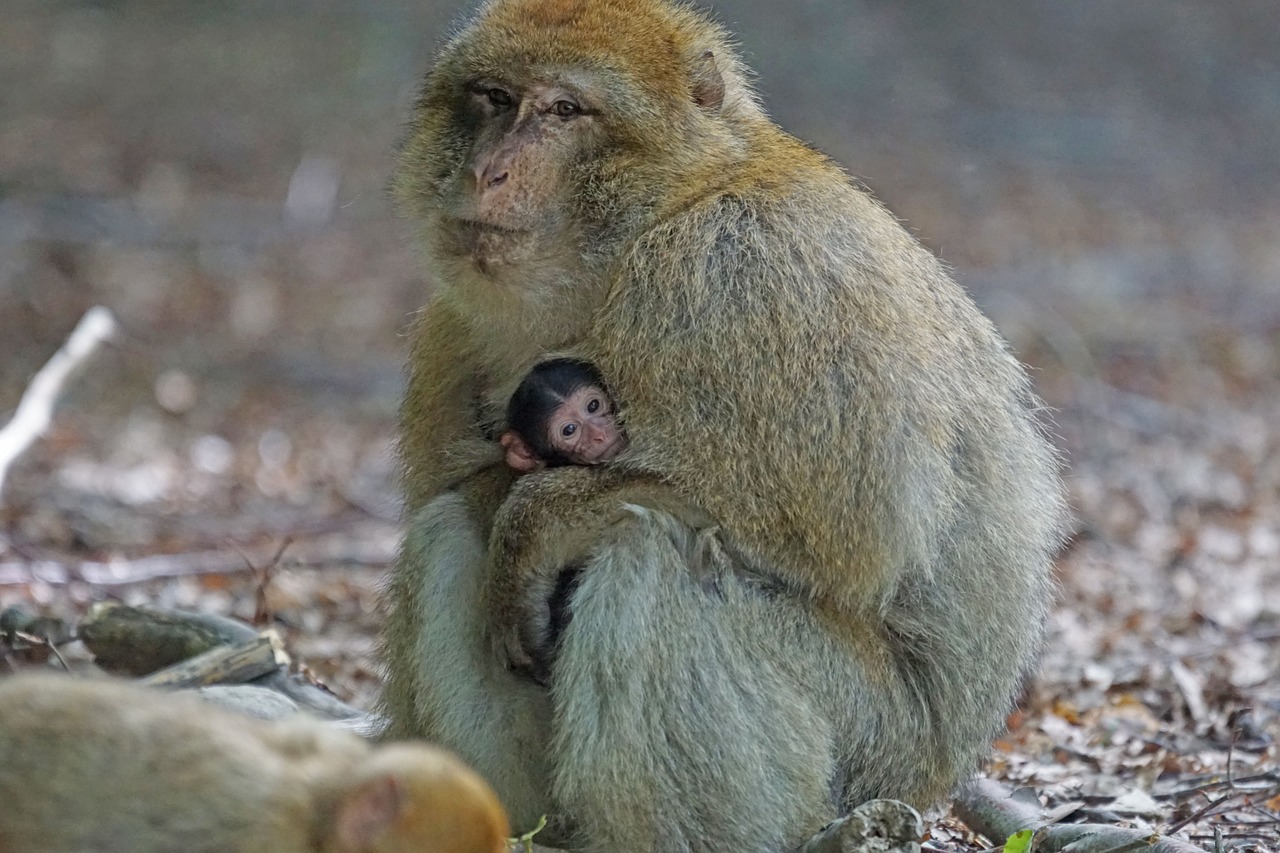 barbary ape baby monkey mountain free photo
