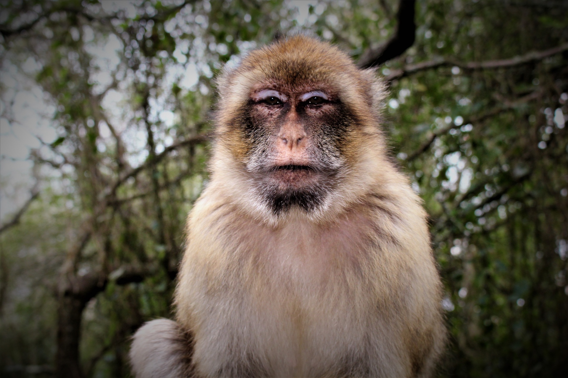 gibraltar ape uk free photo