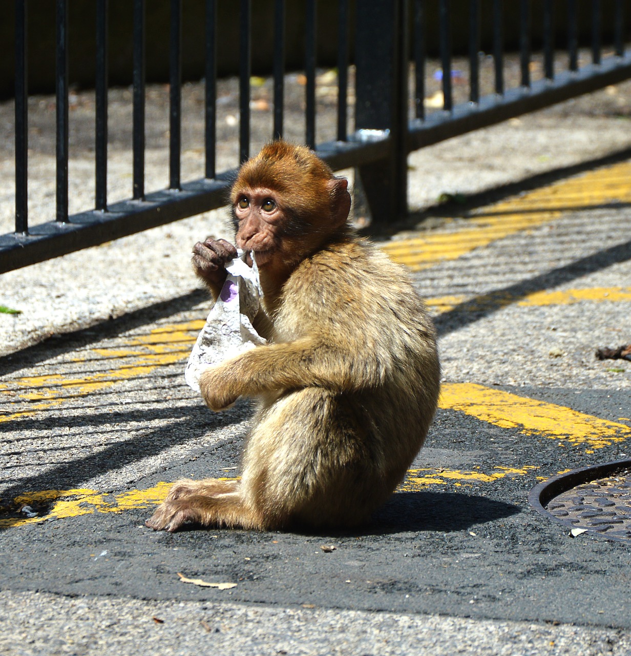 barbary ape monkey rock of gibraltar  cute free pictures free photo