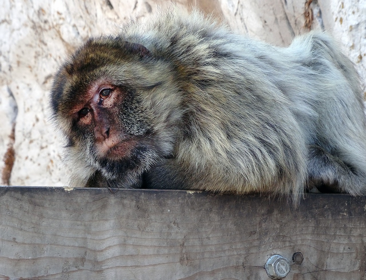 barbary macaque gibraltar animal free photo