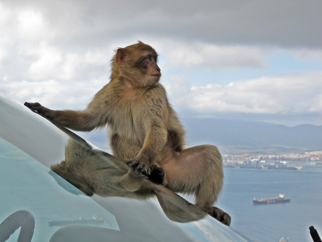 barbary macaque wildlife monkey free photo