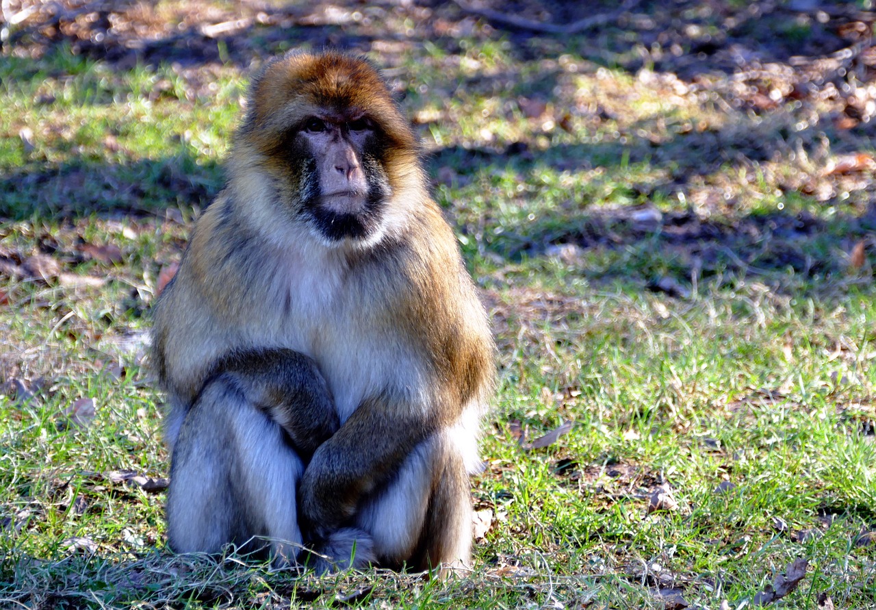 barbary macaque monkey barbary free photo