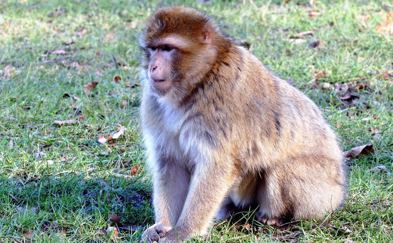 barbary macaque monkey barbary free photo