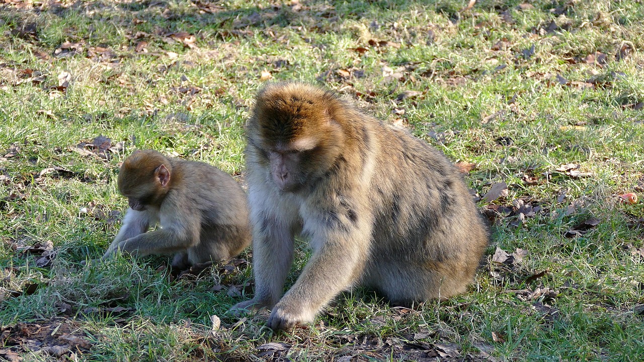 barbary macaque monkeys barbary free photo