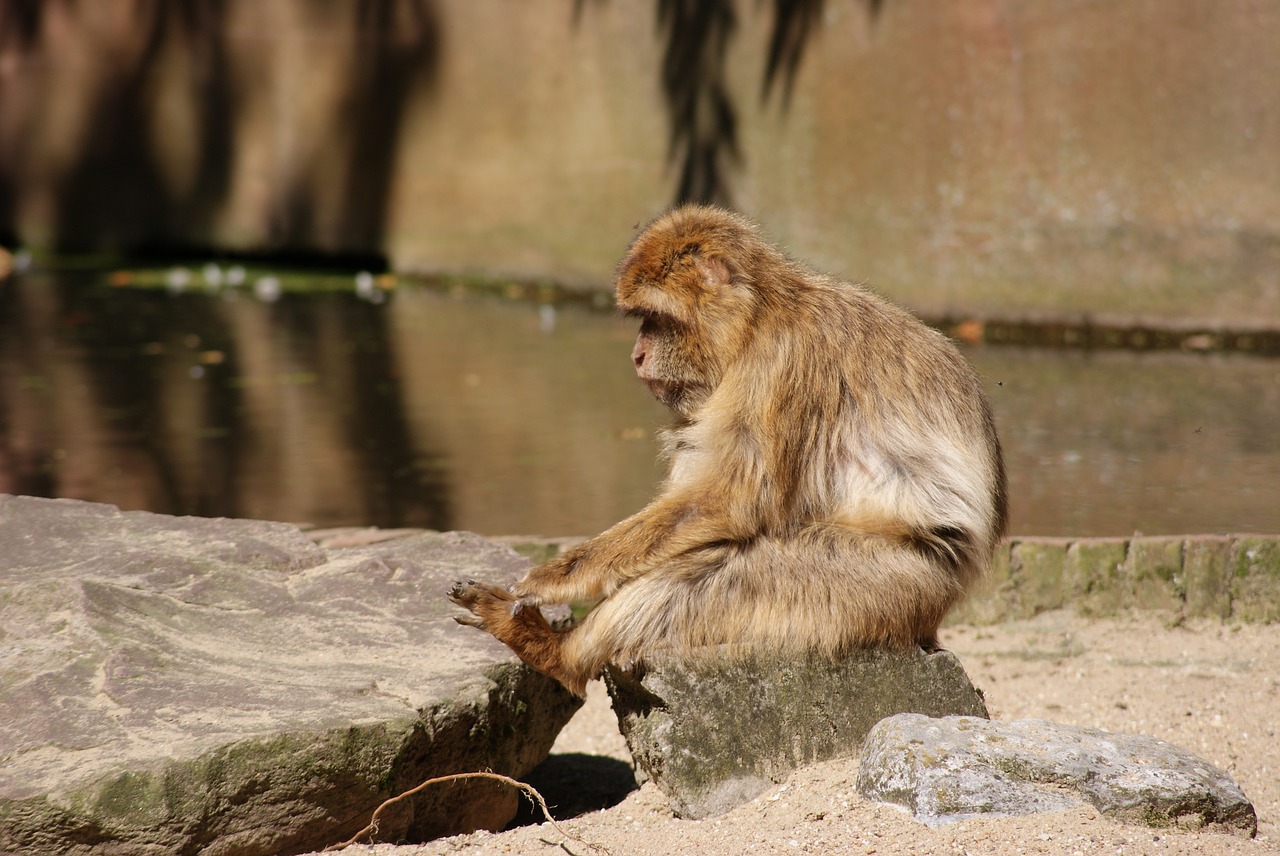 barbary macaque monkey apes free photo