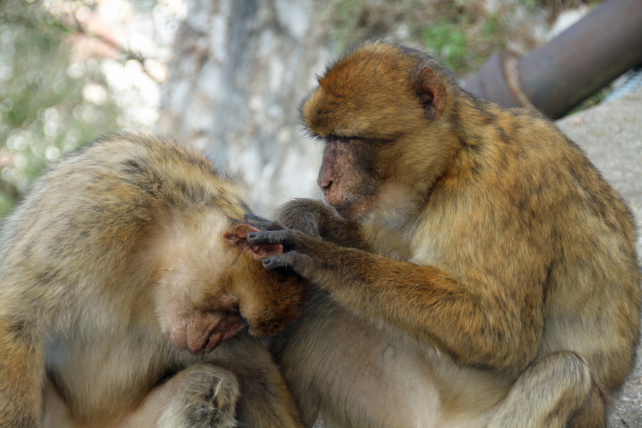 barbary macaque monkeys animal free photo