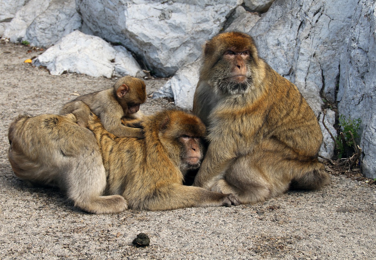 barbary macaque monkeys animal free photo