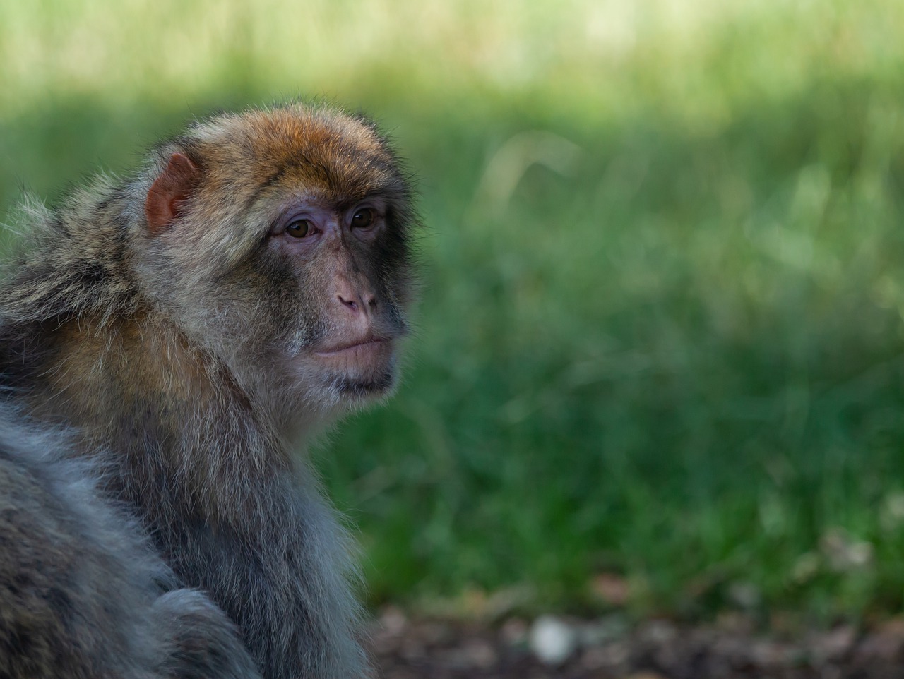 barbary macaque  barbary  macaques free photo