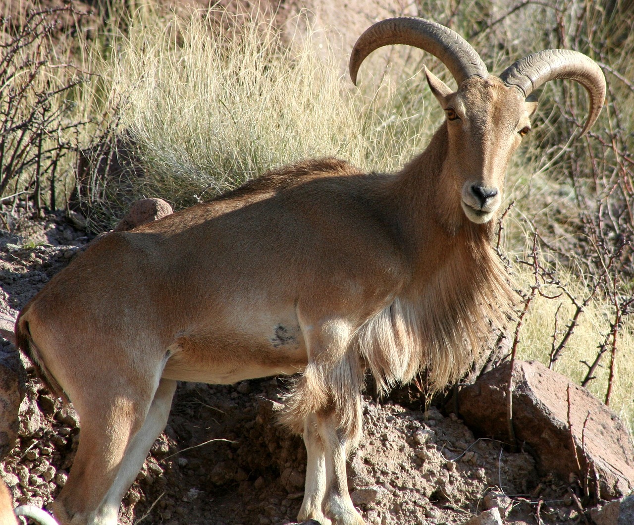 barbary sheep ram looking free photo