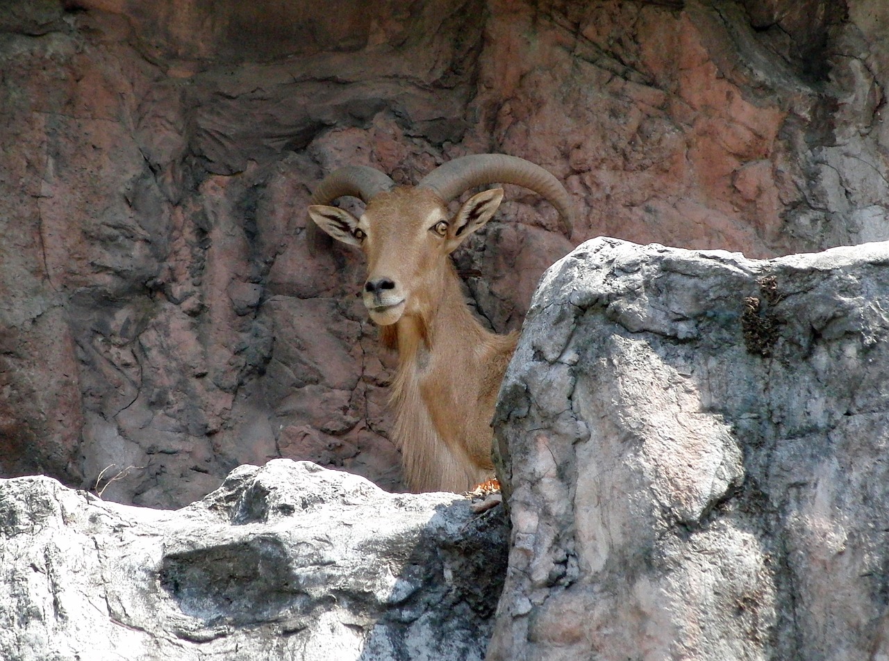 barbary sheep ammotragus lervia baran free photo