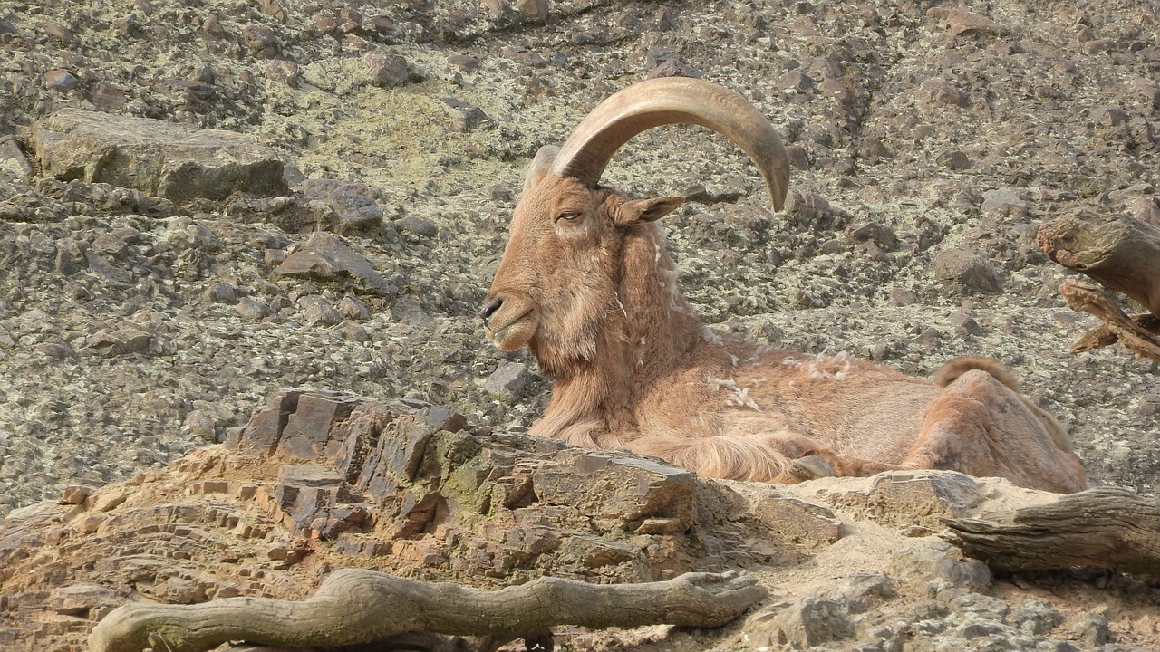 barbary sheep  ammotragus lervia  male free photo