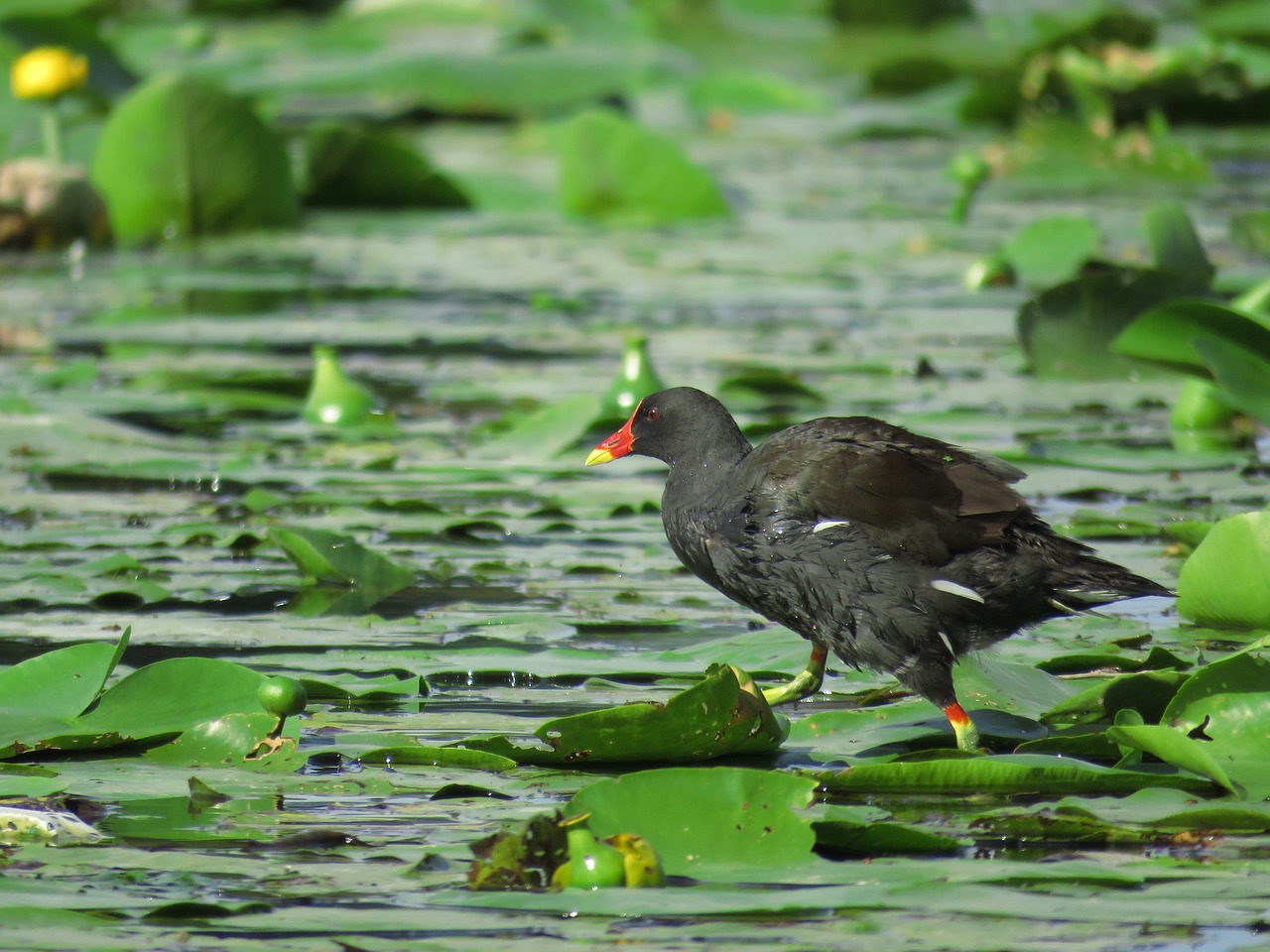 barbatus  bird  water hen free photo