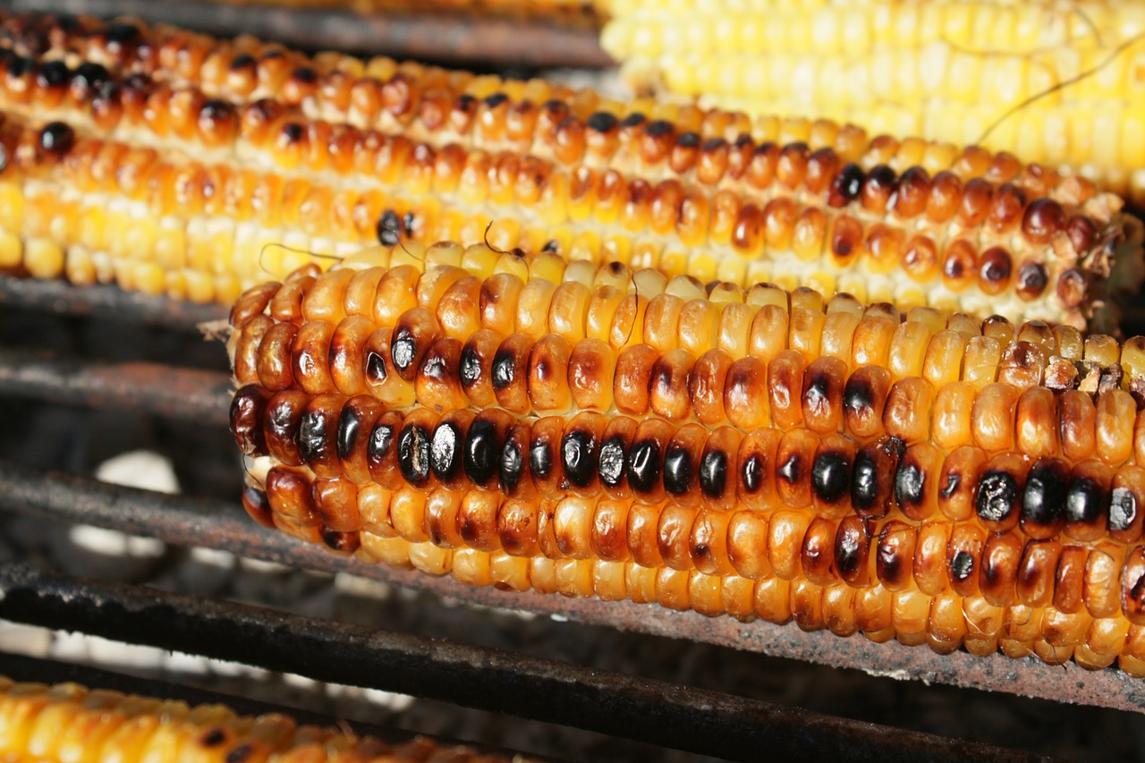 barbecue corn fresh free photo