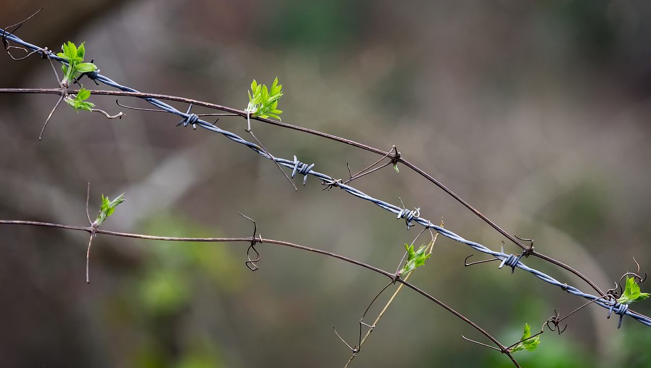 barbed wire plant free photo