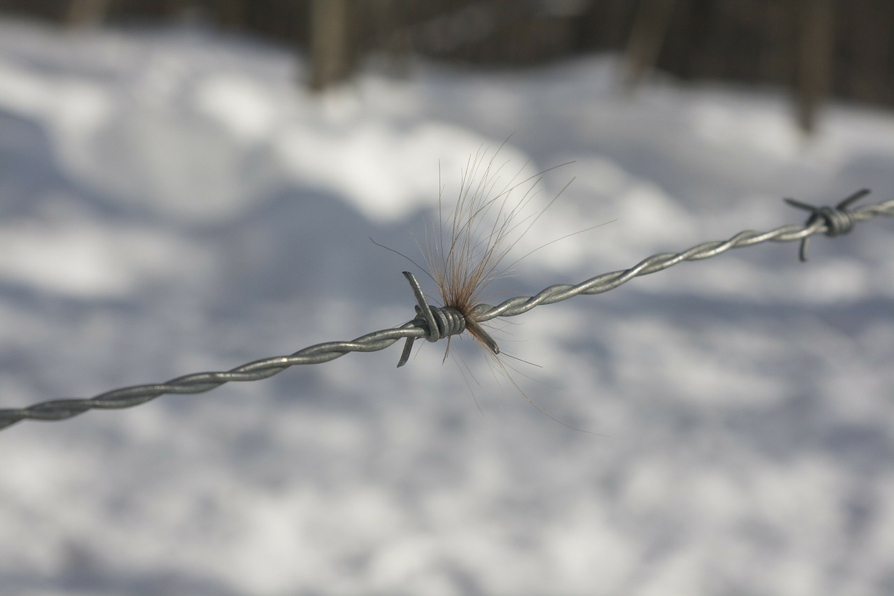 barbed wire fence free photo