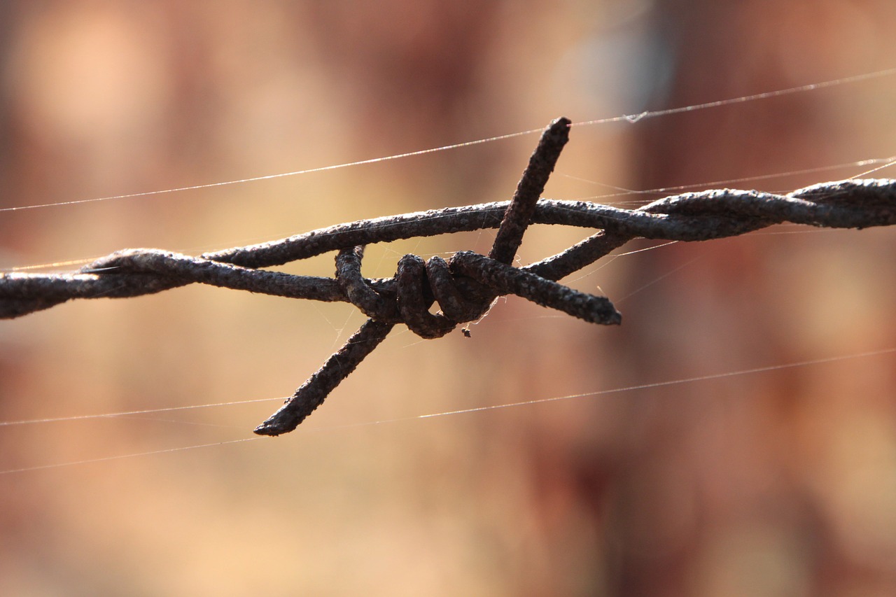 barbed close-up iron free photo