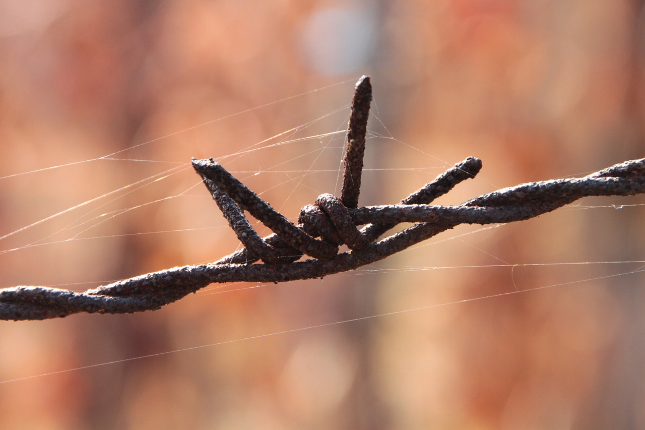 barbed close-up iron free photo