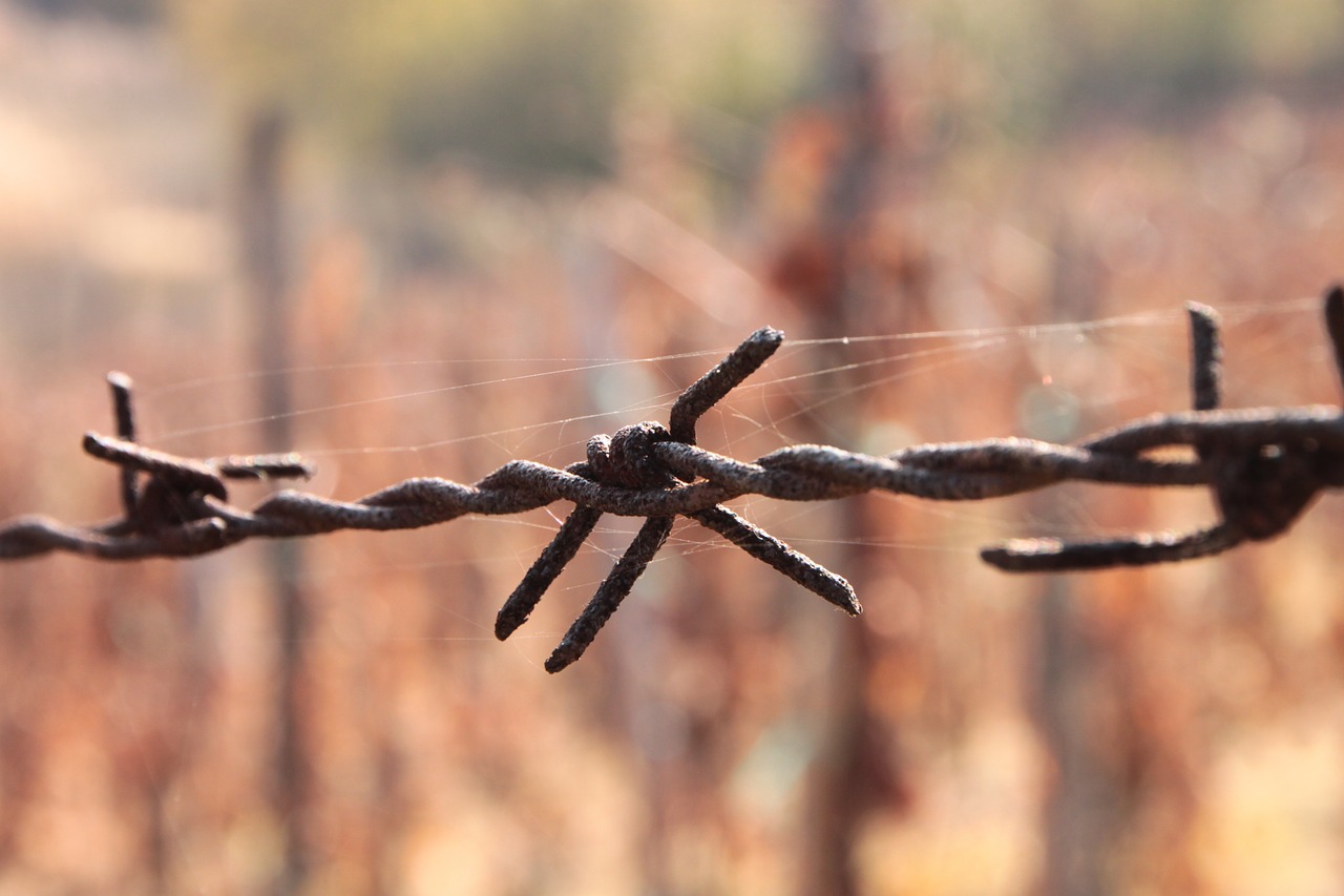 barbed close-up iron free photo