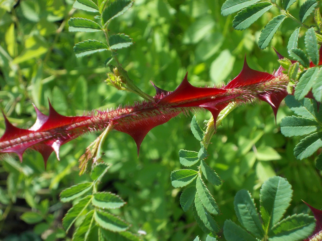 barbed rose wild rose omeiensis pteracantha free photo