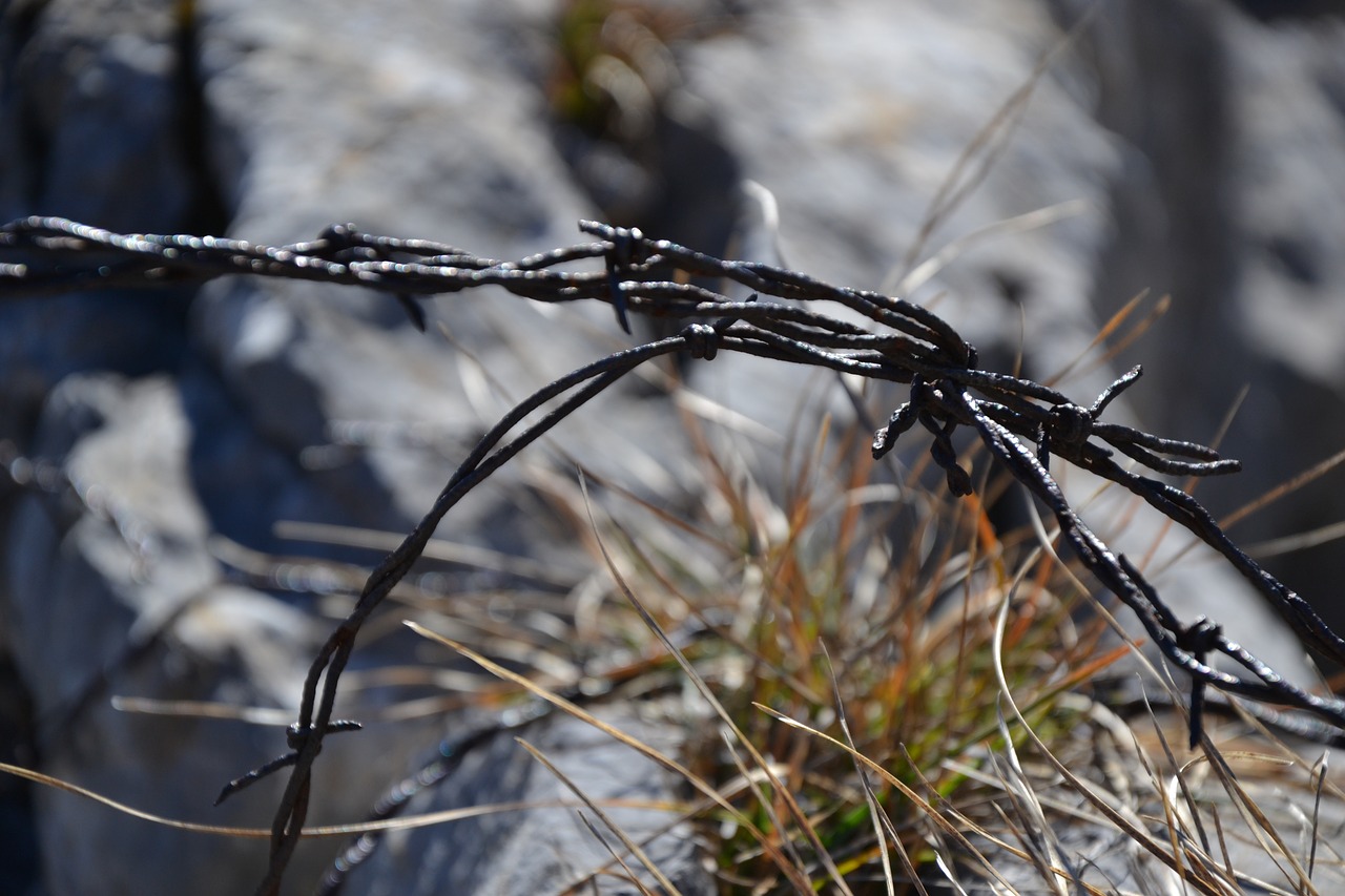 barbed wire fence stainless free photo