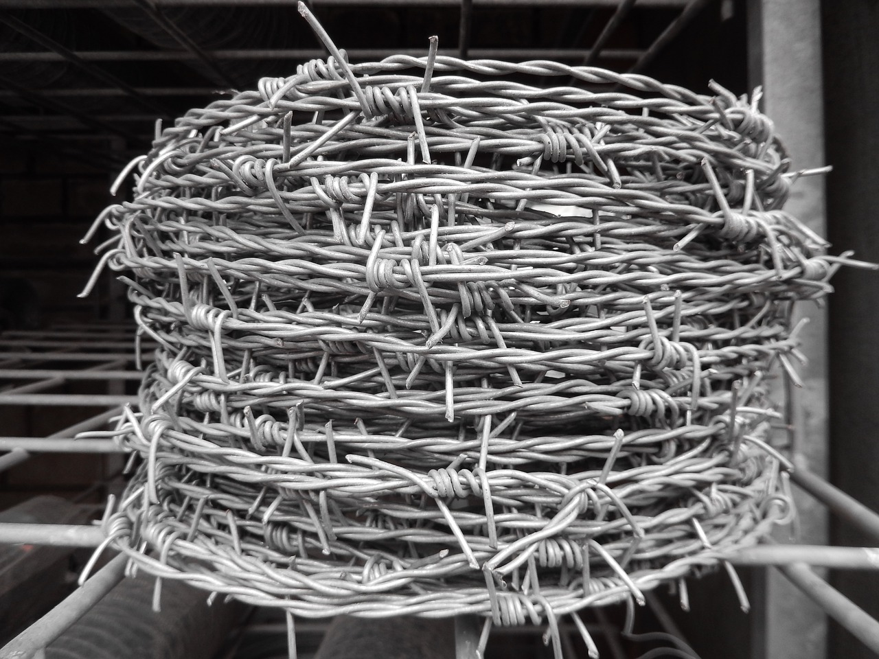 barbed wire roll barbed metal free photo