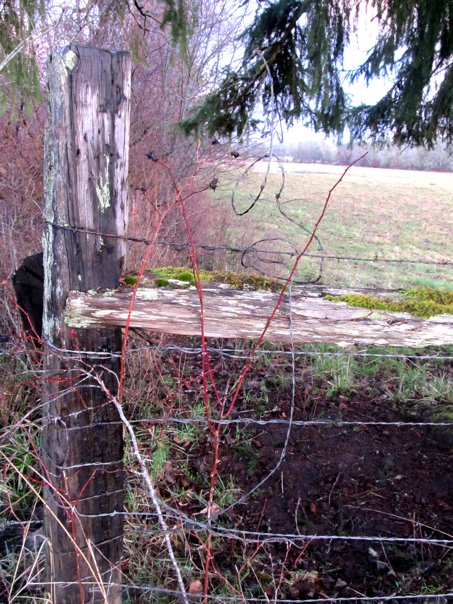 wire fence barbed free photo