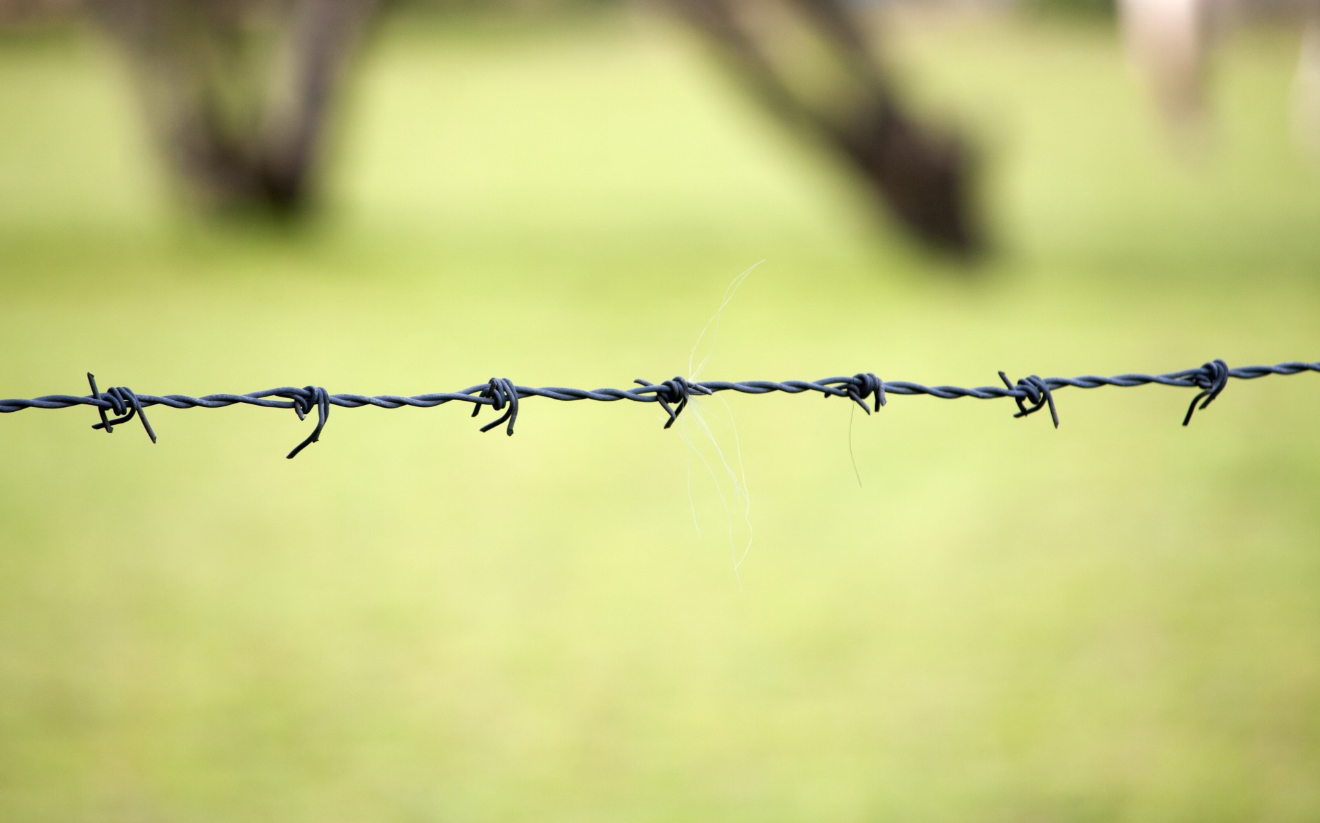 barbed wire barb wire wire free photo