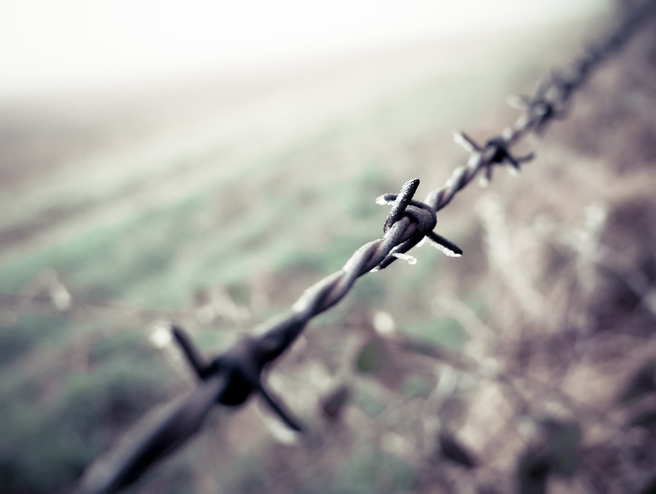 barbed wire field winter free photo
