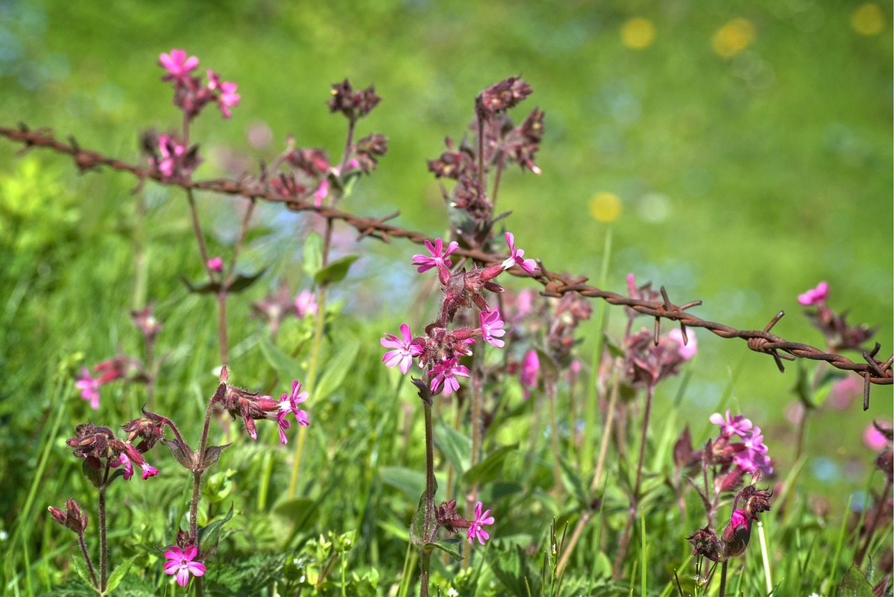 barbed wire wire flower free photo