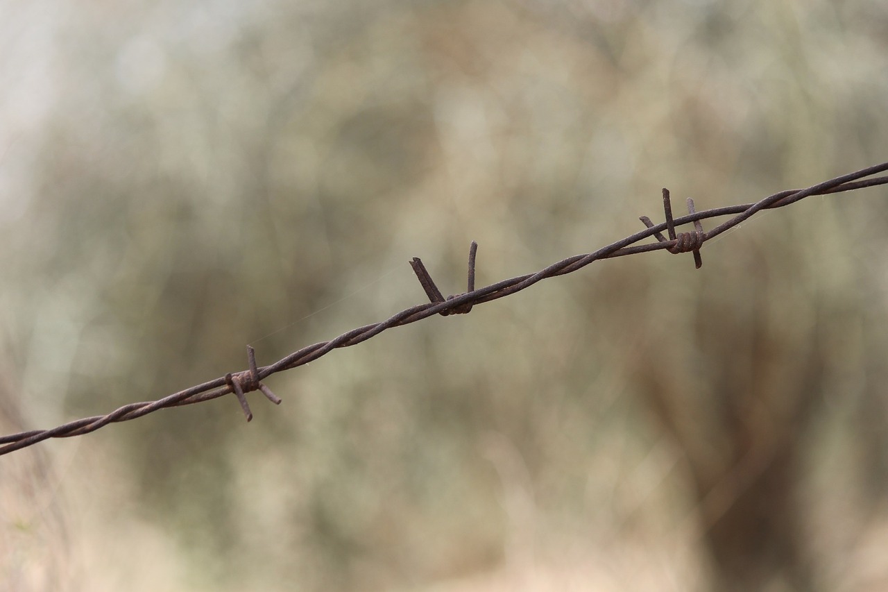 barbed wire wire barb wire free photo
