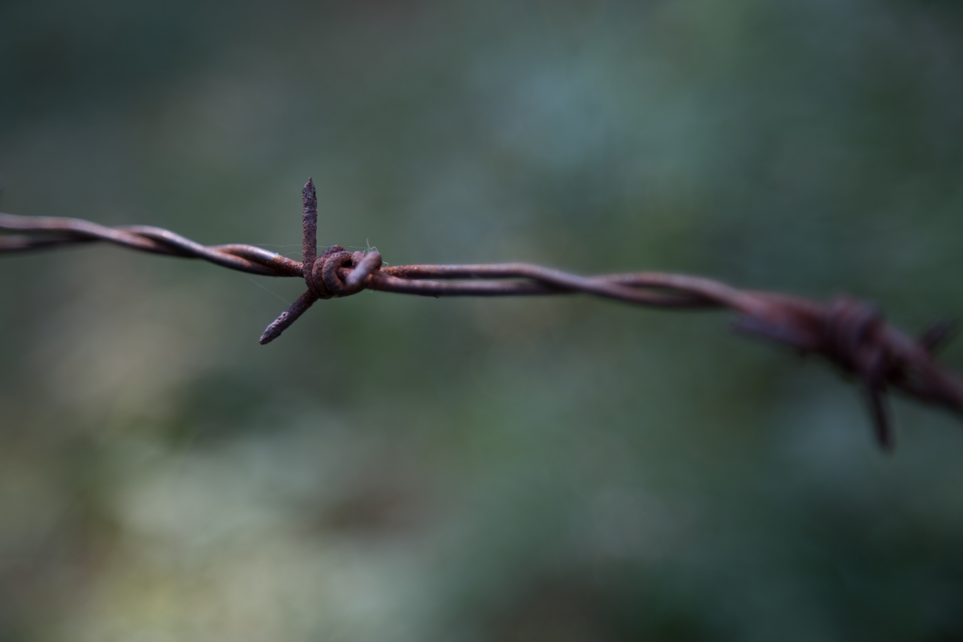 barb barbed wire free photo