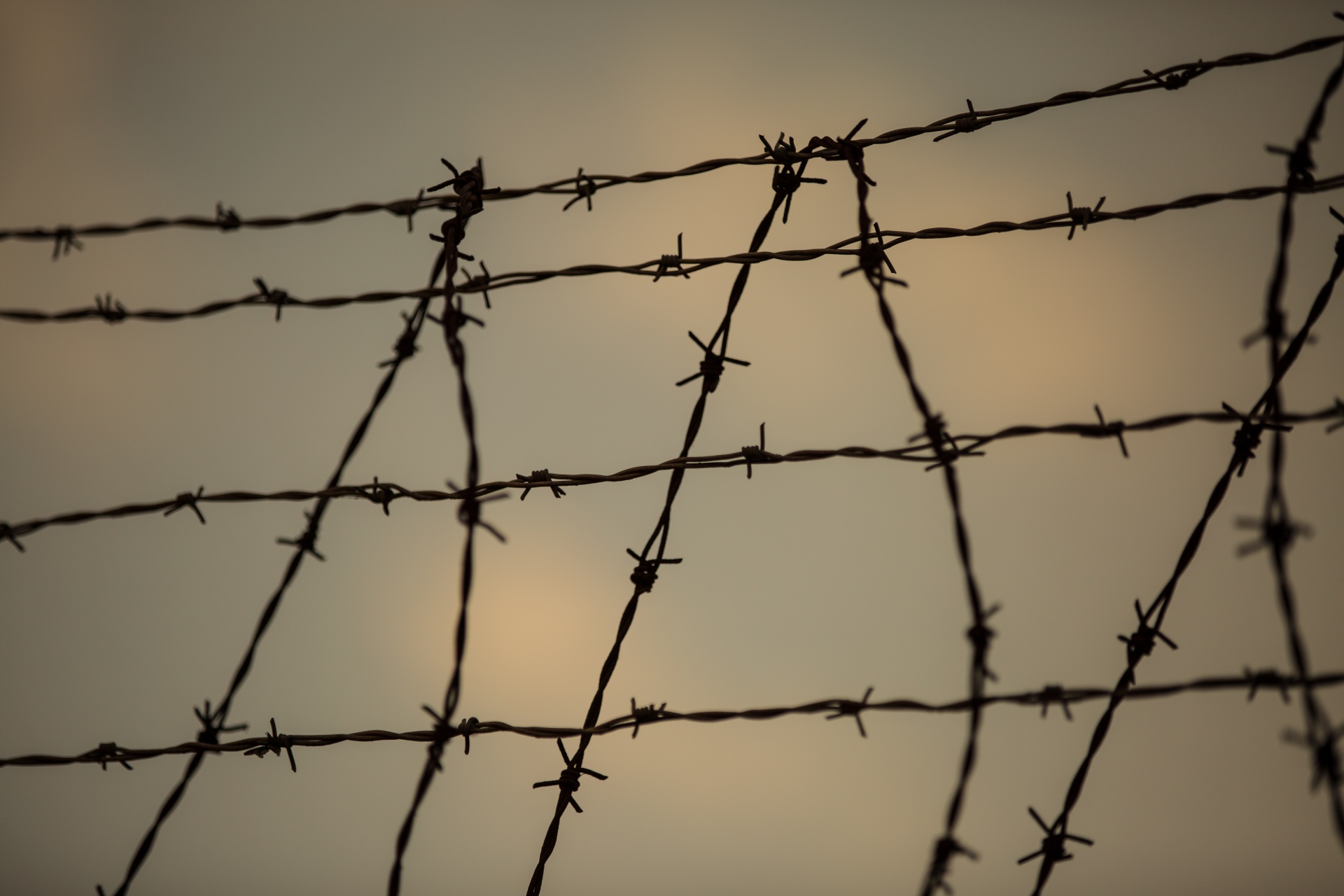 barb barbed wire free photo