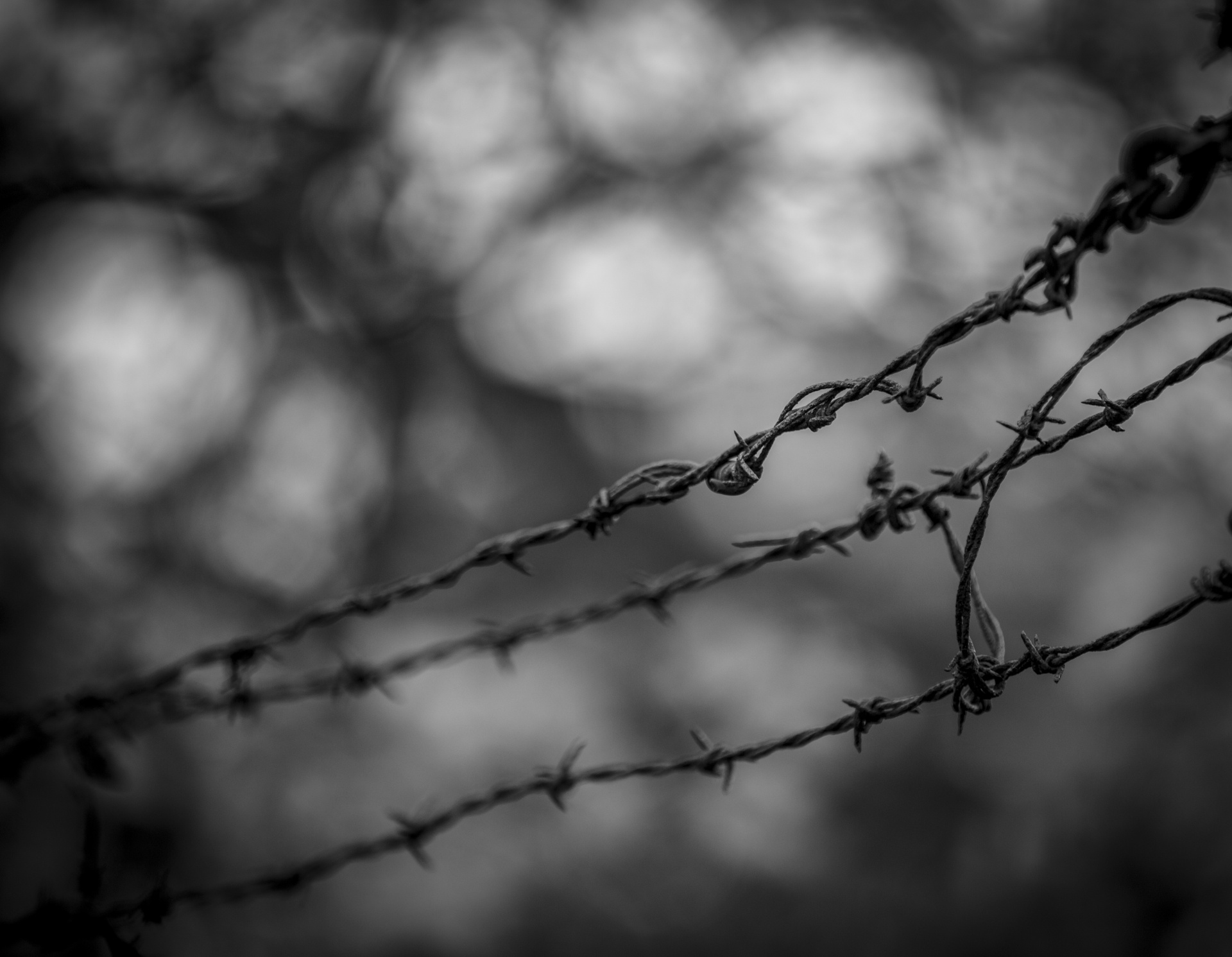 barb barbed wire free photo