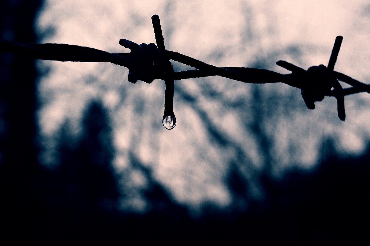 barbed wire drip mirroring free photo