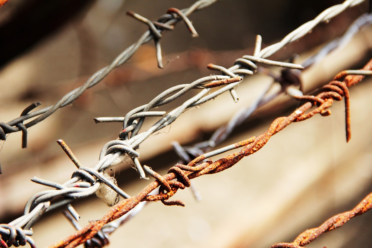 barbed wire sting wire free photo