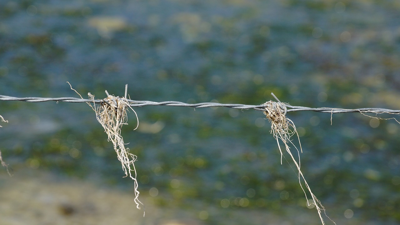 barbed wire hay straw free photo