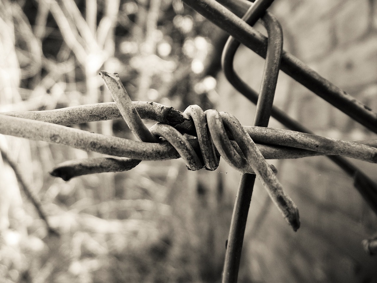 barbed wire twisted sharp free photo