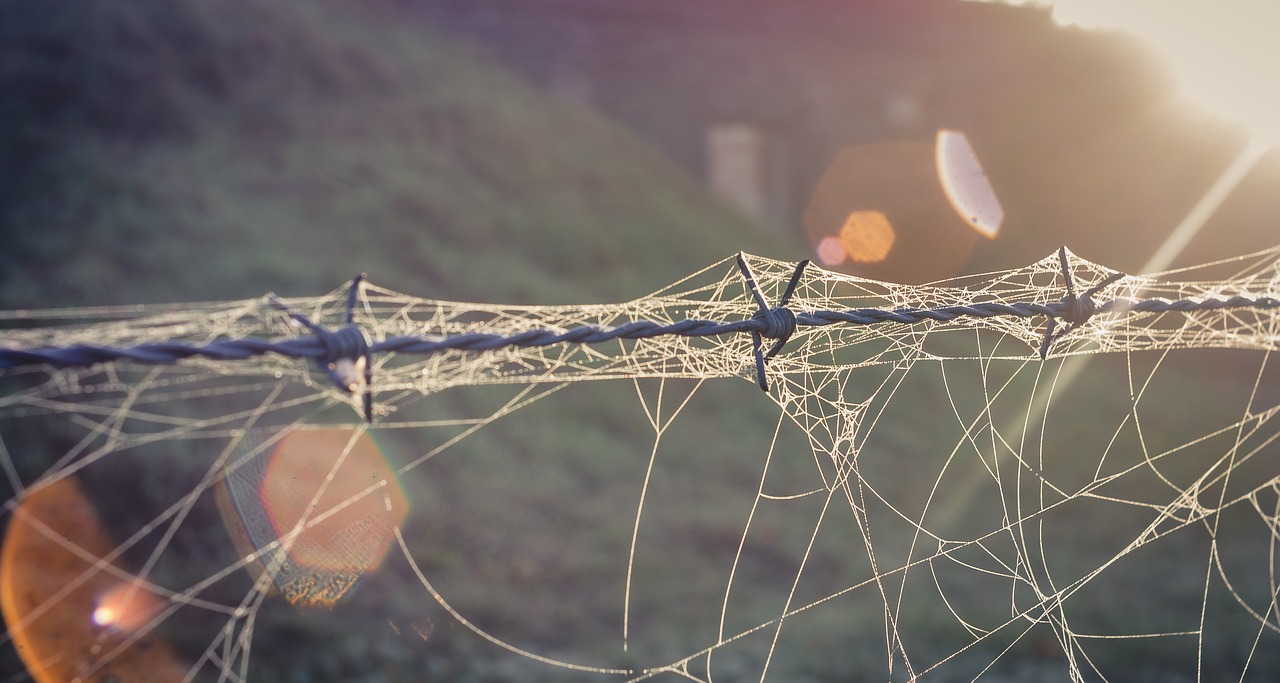 barbed wire cobwebs dew free photo