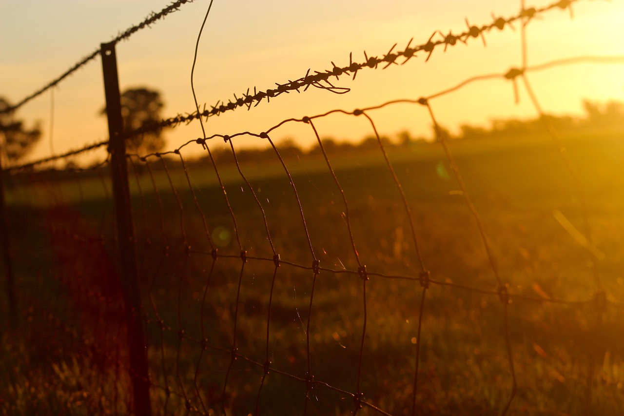 barbed wire fence wire mesh free photo