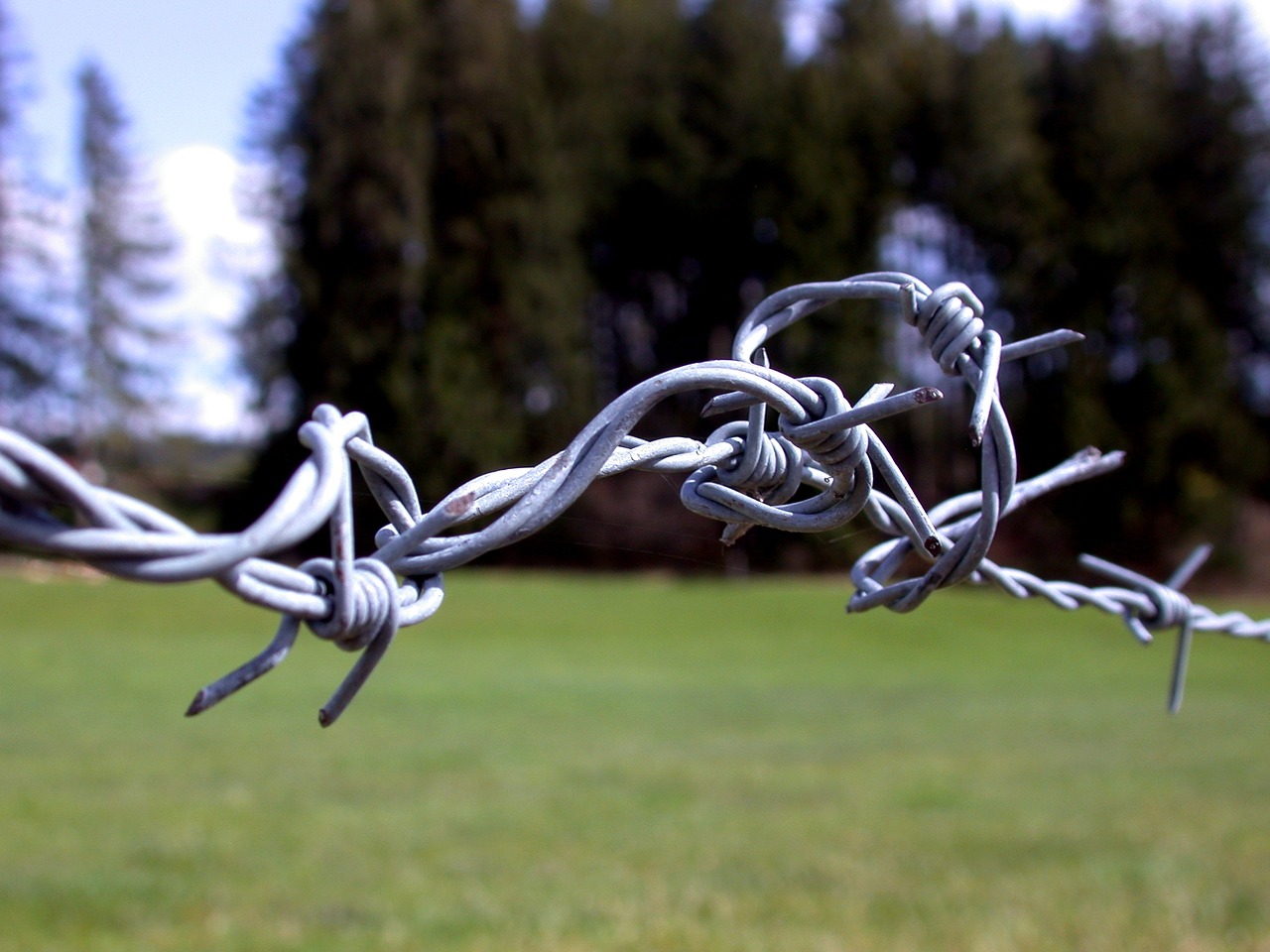 barbed wire cow pasture cow free photo