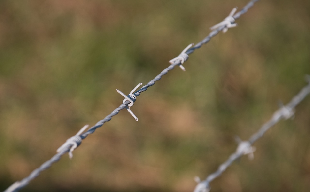 barbed wire dangerous pointed free photo