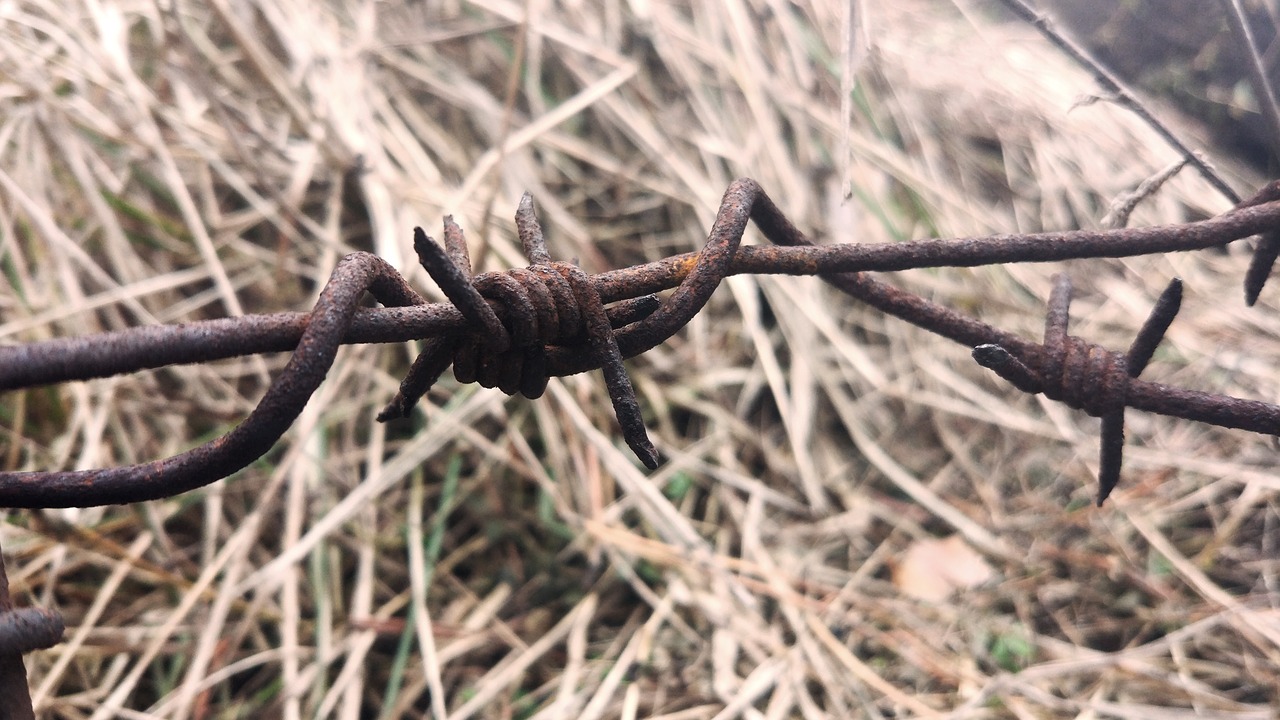 barbed wire macro wire free photo