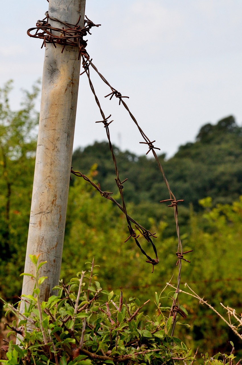 barbed wire nature palo free photo
