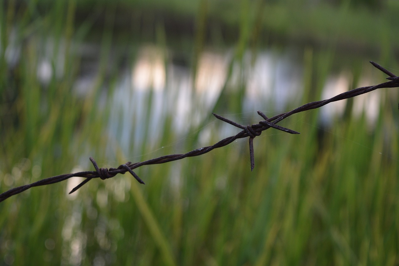 barbed wire fence green grass free photo