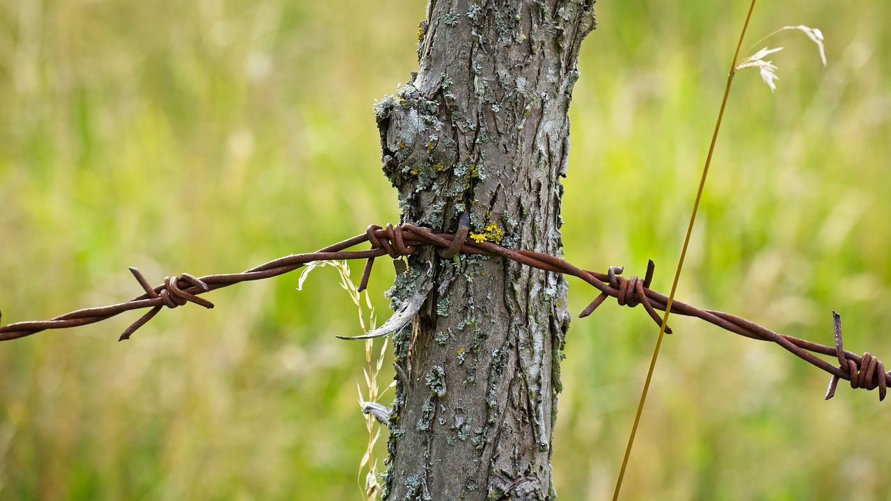 barbed wire wire metal free photo